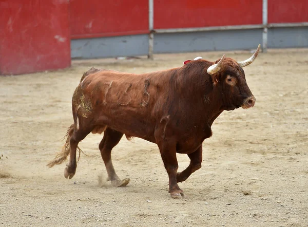 Tjuren Spanien Tjurfäktningsarena — Stockfoto