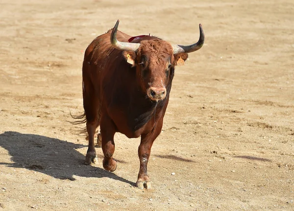 Bull Španělsku Aréně — Stock fotografie