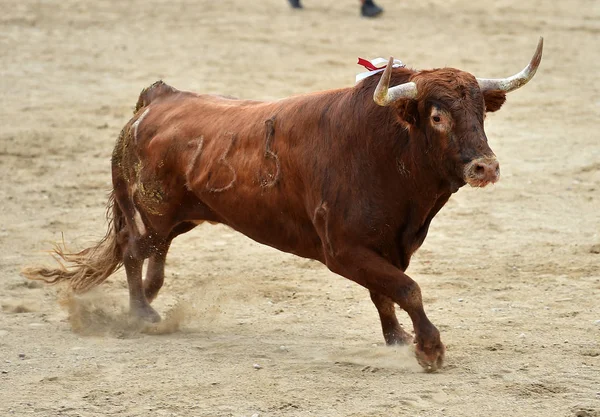 Bull Spain Bullring — Stock Photo, Image