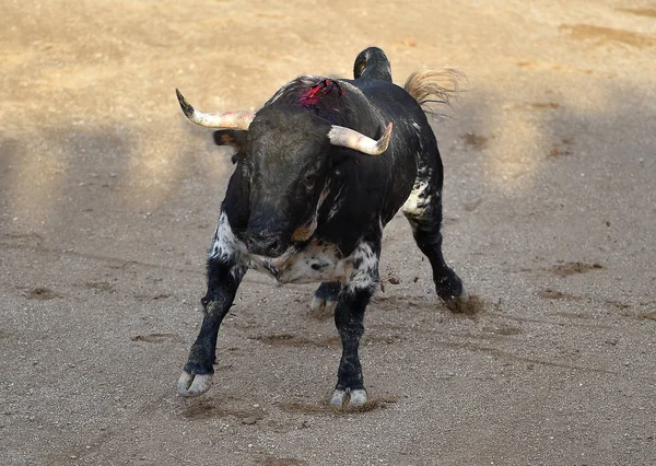 Taureau Espagne Dans Les Arènes — Photo