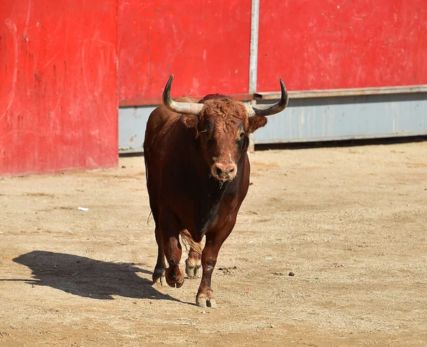 Ταύρο Στην Ισπανία Στην Αρένα Ταυρομαχιών — Φωτογραφία Αρχείου