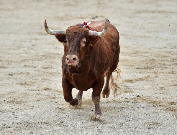 牛市在西班牙斗牛场 — 图库照片