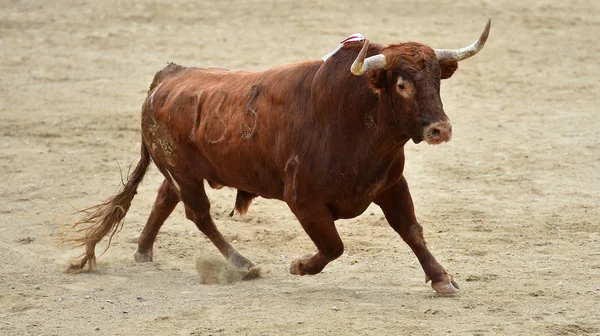 スペインの闘牛場で牛します — ストック写真
