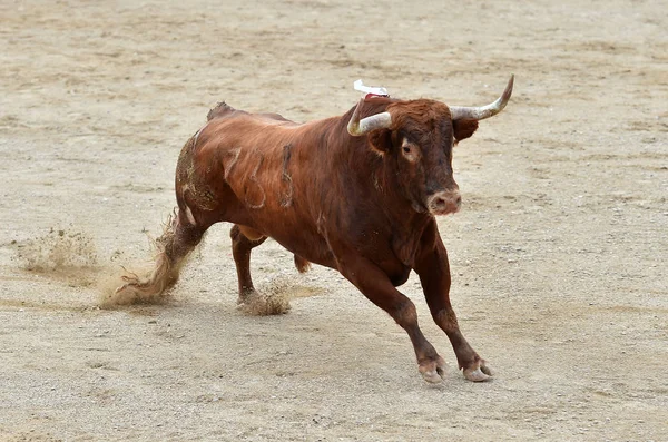 Tjuren Spanien Tjurfäktningsarena — Stockfoto