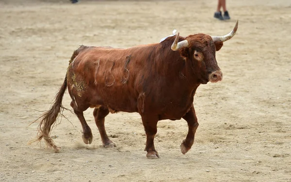 Byk Hiszpanii Areny Walki Byków — Zdjęcie stockowe