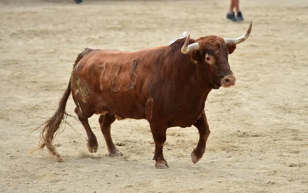 Tjuren Spanien Tjurfäktningsarena — Stockfoto