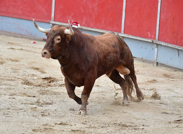 Tjuren Spanien Tjurfäktningsarena — Stockfoto