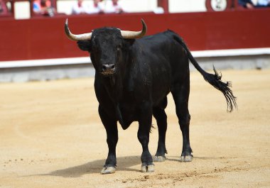 Siyah İspanyol bullring boğa