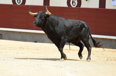 Siyah İspanyol bullring boğa