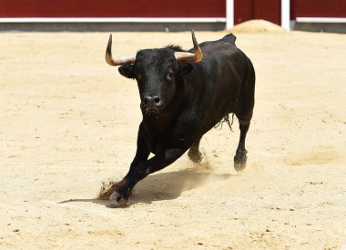 Siyah İspanyol bullring boğa