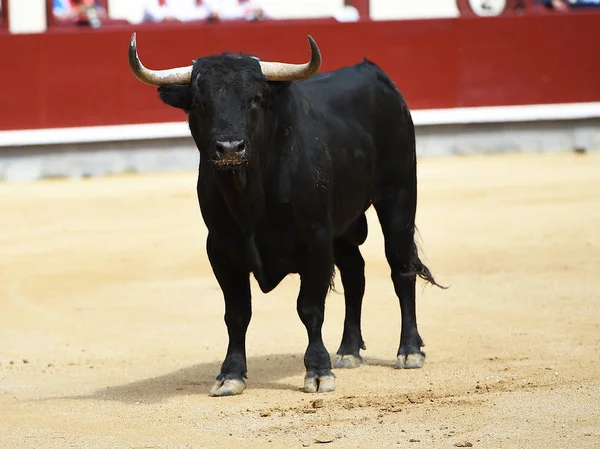 Taureau Noir Arène Espagnole — Photo