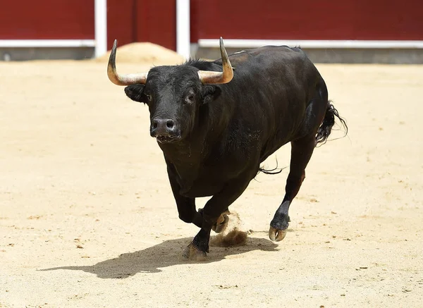 西班牙斗牛场中的黑牛 — 图库照片