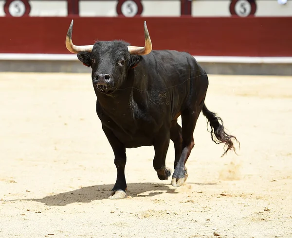 Black Bull Spaanse Arena — Stockfoto