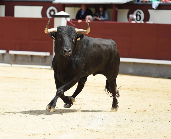 Black bull in spanish bullring