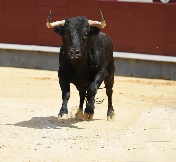 Touro Preto Tournée Espanhola — Fotografia de Stock