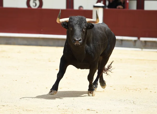 Siyah Spanyol Bullring Boğa — Stok fotoğraf
