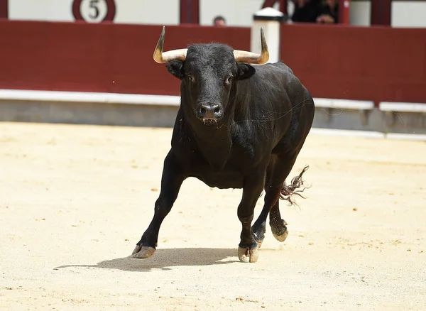 Black Bull Španělské Býčí Zápasy — Stock fotografie