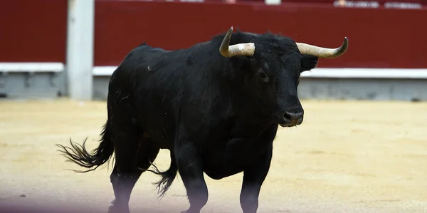 Schwarzer Stier Spanischer Stierkampfarena — Stockfoto