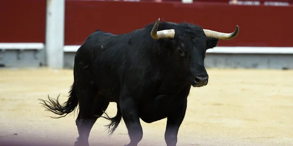 Black Bull Hiszpański Arena Walk Byków — Zdjęcie stockowe