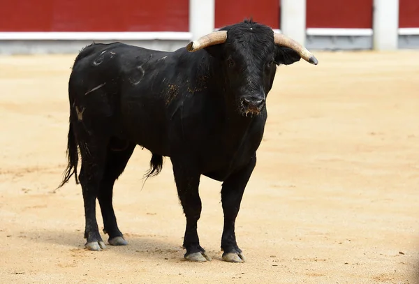 Black Bull Hiszpański Arena Walk Byków — Zdjęcie stockowe