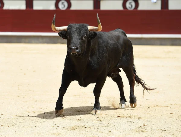 Touro Preto Tournée Espanhola — Fotografia de Stock