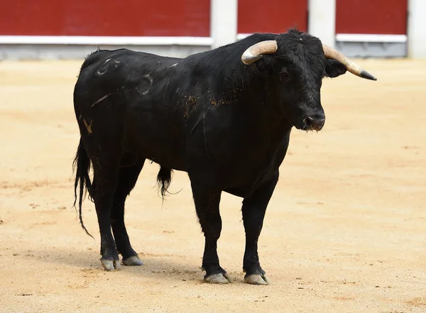 Black Bull Spanish Bullring — Stock Photo, Image