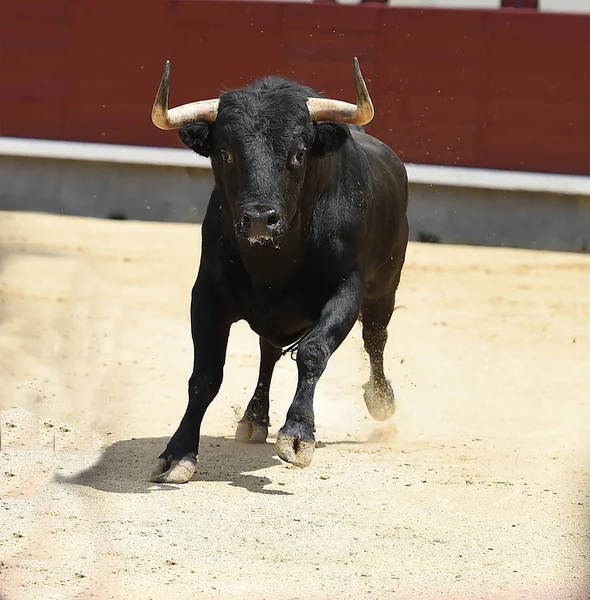 Touro Preto Tournée Espanhola — Fotografia de Stock