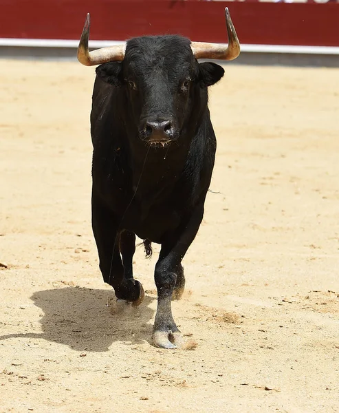 Toro Nero Bullring Spagnolo — Foto Stock