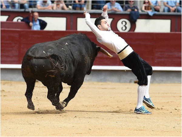 Svart Tjur Spanska Tjurfäktningsarena — Stockfoto