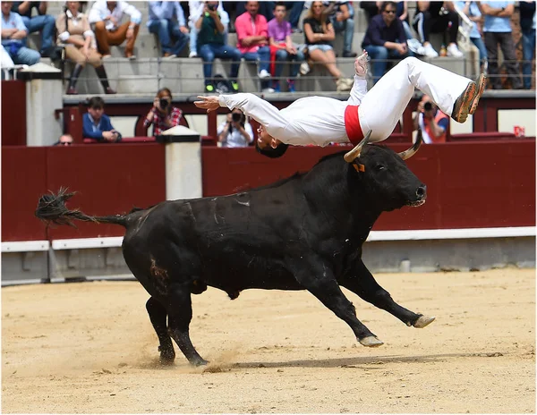 Taureau Noir Arène Espagnole — Photo