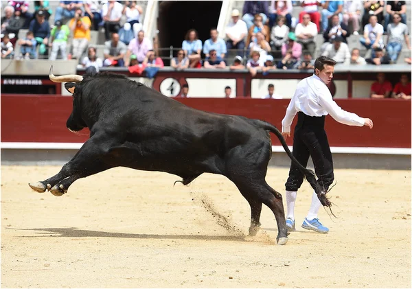 Black Bull Španělské Býčí Zápasy — Stock fotografie