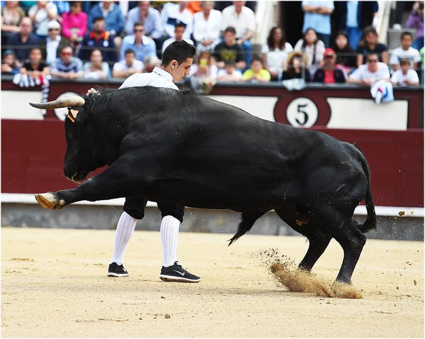 Fekete Bika Spanyol Bikaviadal Aréna — Stock Fotó