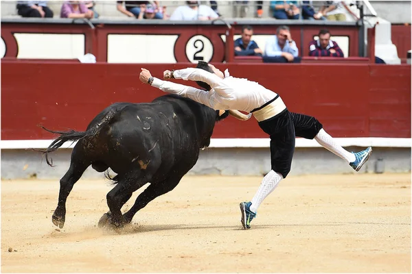 Black Bull Spaanse Arena — Stockfoto