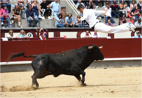 Taureau Noir Arène Espagnole — Photo