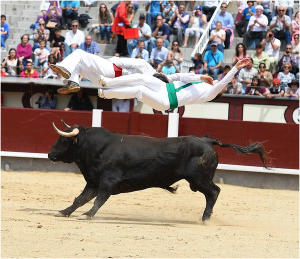 Schwarzer Stier Spanischer Stierkampfarena — Stockfoto