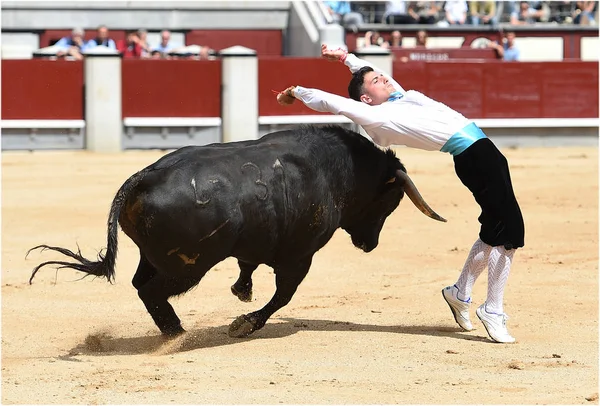 Taureau Noir Arène Espagnole — Photo