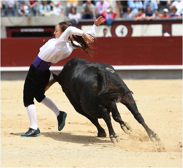 Black Bull Španělské Býčí Zápasy — Stock fotografie