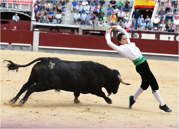 スペインの闘牛場で牛の黒 — ストック写真
