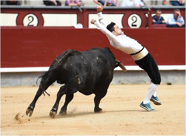 Taureau Noir Arène Espagnole — Photo