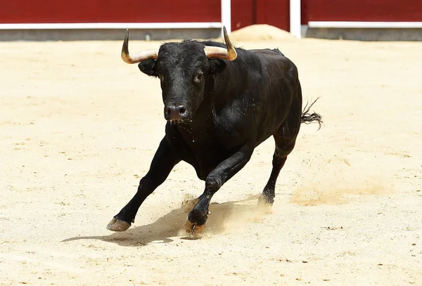 Siyah Spanyol Bullring Boğa — Stok fotoğraf