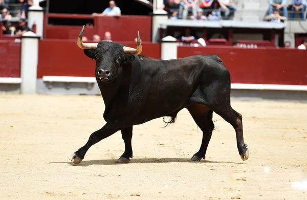 Black Bull Spanish Bullring — Stock Photo, Image