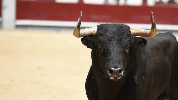 Black bull in spanish bullring