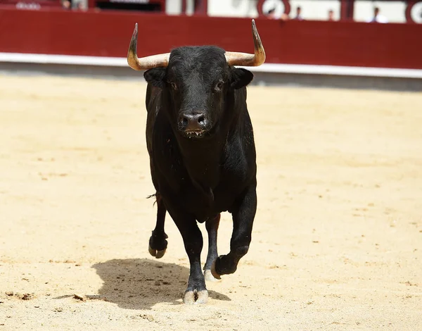 Touro Preto Tournée Espanhola — Fotografia de Stock