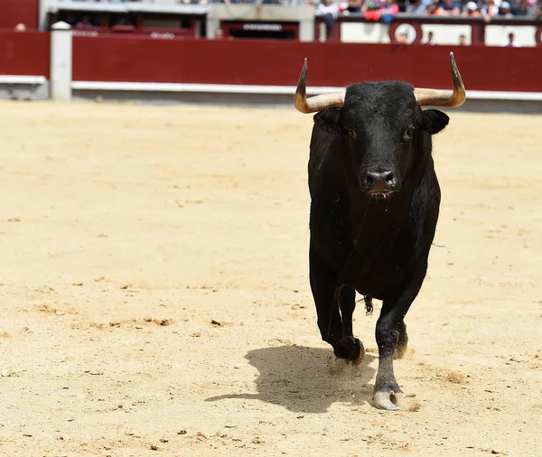 Black bull in spanish bullring