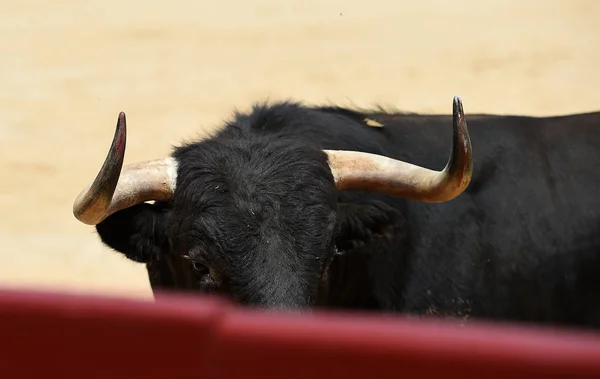 Schwarzer Stier Spanischer Stierkampfarena — Stockfoto