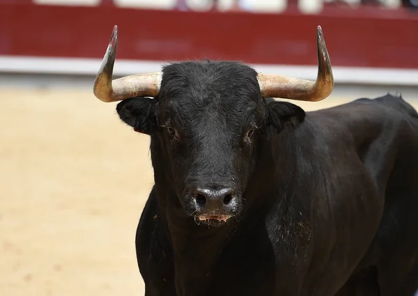 Black Bull Hiszpański Arena Walk Byków — Zdjęcie stockowe