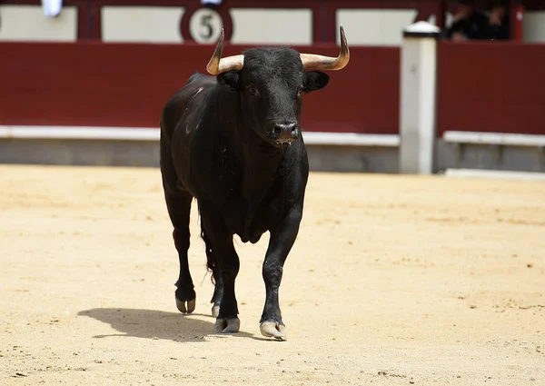 Siyah Spanyol Bullring Boğa — Stok fotoğraf