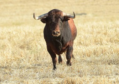 büyük boğa ile İspanya boğa güreşi