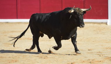 büyük boğa ile İspanya boğa güreşi