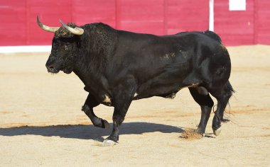 büyük boğa ile İspanya boğa güreşi